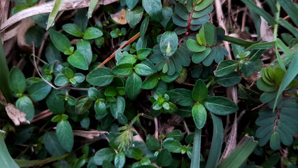 green leaves in the garden
