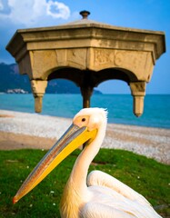 Pelican by water feature