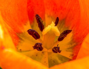Close-up of a vibrant orange tulip's center
