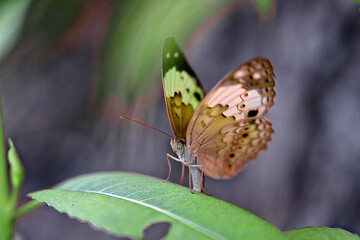 The fragile elegance of a butterfly with spotted and colorful wings