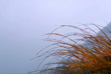 Misty mountaintop grasses in soft light