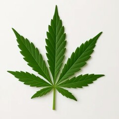 cannabis leaf on white background
