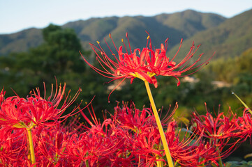 養老山脈に立つ彼岸紅
