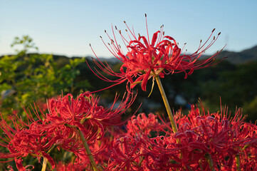 彼岸花、山帰りのころ