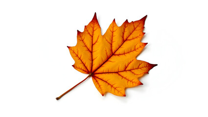 Obraz premium Ecology A fallen autumn leaf with visible veins, isolated on a white background, ideal for plant biology visuals, seasonal ecosystem education (1)