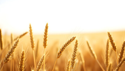 Ecology A field of golden wheat ready for harvest, scene isolated on a white background, ideal for sustainable agriculture visuals, organic food branding (2)
