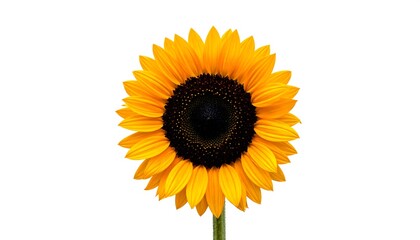 Obraz premium A vibrant yellow sunflower blossoms against a plain white backdrop, showcasing its detailed petals and dark brown seed center.