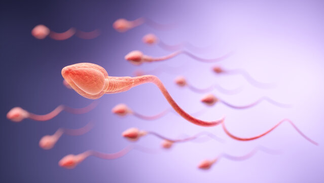 Sperm Cells Swimming Towards Fertilization