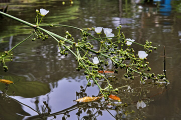 Tropical Harmony: Aquatic Flowers and Lush Foliage in Indonesia