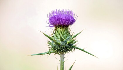 Close-up of a vibrant purple thistle