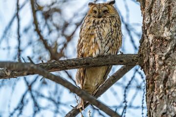 Long-eared owl (Asio otus), looking forward with wide opened eyes