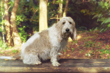 Herbstliches Porträt von einem Grand Basset Griffon Vendeen