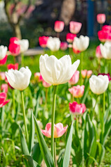 White flowers in the flowerbed during the day