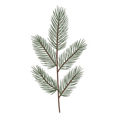 Spruce tree branch creating winter and christmas holiday decoration