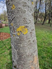 Yellow lichen on the tree trunk. Xanthoria parietalis