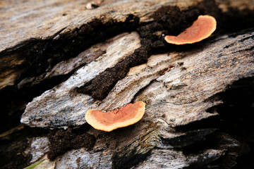 Orange mushrooms on rotting dead wood