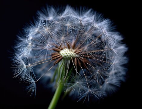 Close-up of dandelion seed head against black background.  Delicate, light-colored seeds radiate outward from a central, dark brown seed pod.  A stem extends from the bottom