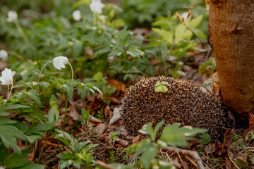 A little hedgehog is sitting peacefully in the woods next to a tree