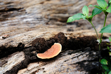 Orange mushrooms on rotting dead wood