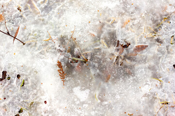 Texture of frozen grass and autumn leaves under ice close-up