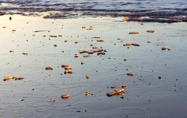 Pieces of ice are illuminated by the red light of the sunset on the river in winter