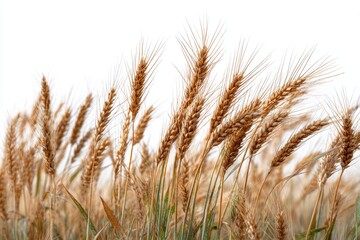 Golden wheat stalks swaying gently against a white backdrop