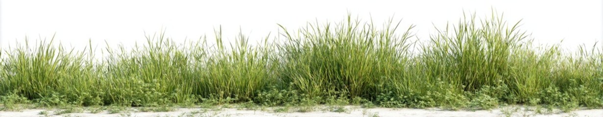 Fototapeta premium Lush green grass border against white background (3)