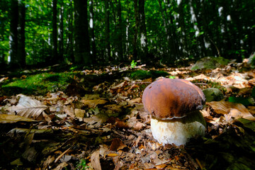 Boletus Edulis o Porcino cresciuto in una faggeta al sole del mattino.
