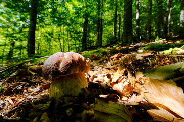 Boletus Edulis o Porcino cresciuto in una faggeta al sole del mattino.