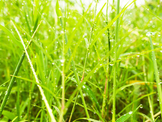 Dew drop on grass with sunlight is bokeh. drop water on fresh Juicy lush of morning and after the rain. outdoor nature on spring season. environmental conservation, eco  concept.