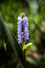 A burst of purple flower spikes in the heart of green foliage