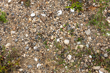 Natural background of small pebbles, sand and seashells with green plants. Textured outdoor surface useful for nature, beach, geology and abstract concepts