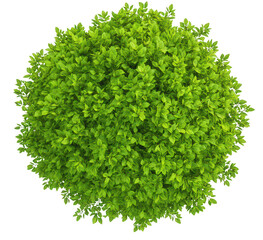 Obraz premium Architectural tree top view round dense leaves , on transparent background