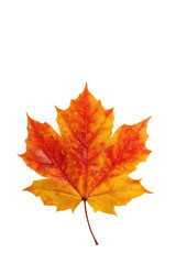 Fototapeta premium Bright orange and yellow maple leaf against a stark black background.