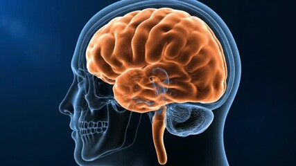 A 3d medical illustration of the human brain inside a transparent skull showing neurological anatomy for scientific research and healthcare education purposes - Powered by Adobe