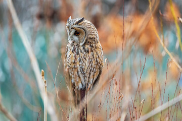 Long-eared owl (Asio otus), looking forward with wide opened eyes