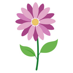 osteospermum ecklonis  vector on white 