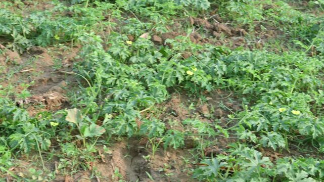 Bitter gourd vine in the field. It is a vine plant. Its fruit has a bitter taste. This is a very good vegetable for diabetic patients.
Its other names bitter melon, bitter squash and&nbsp;balsam pear.