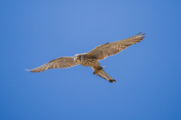 Falco grillaio