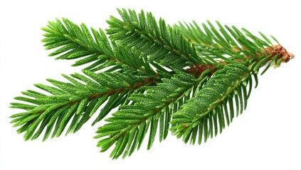 Naklejka premium Close-up of a fresh evergreen sprig