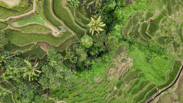 Aerial view of the lush Tegalalang Rice Terraces in Bali, Indonesia, surrounded by tropical forest and palm trees, showcasing traditional Balinese farming and the ancient subak irrigation system.