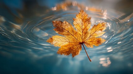 Autumn Leaf Floating on Water Surface