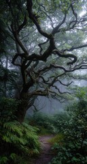 Obraz premium Misty forest path winding through gnarled trees