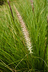 Detail of a flowering grass in the Indonesian countryside