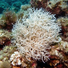 Detailed Specimen of Liagora boergesenii Algae for Sustainable Aquatic Conservation

