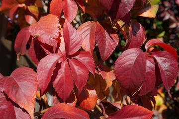 red autumn leaves seasonal nature background. autumnal foliage 