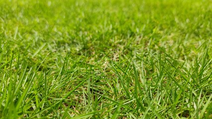 Fresh green grass closeup view