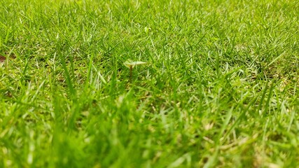 A field of green grass