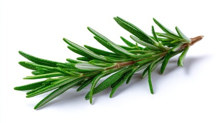 Fototapeta premium Fresh rosemary sprig, vibrant green leaves (1)