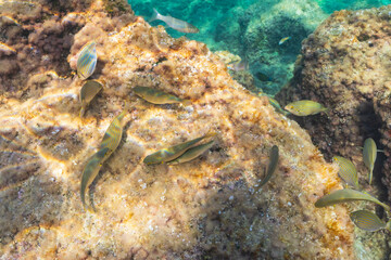 A tranquil underwater scene of a school of Sarpa salpa fish swimming peacefully over the sunlit rocky seabed in turquoise water.